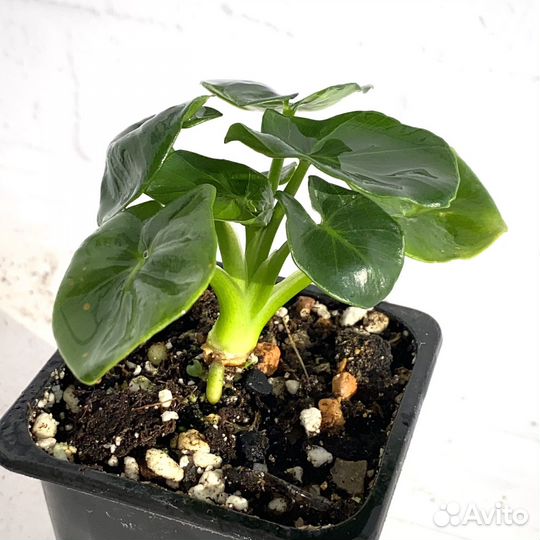 Филодендрон Атом