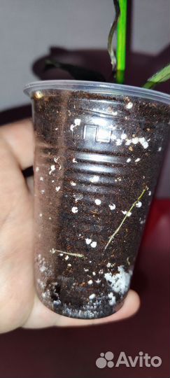 Хойя finlaysonii black splash