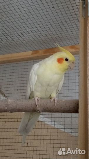 Попугай корелла