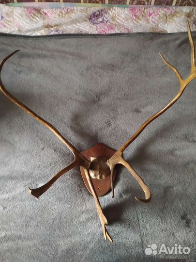 Рога оленя