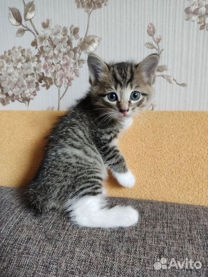 Малыши ищут дом 2 парня и одна девчонка