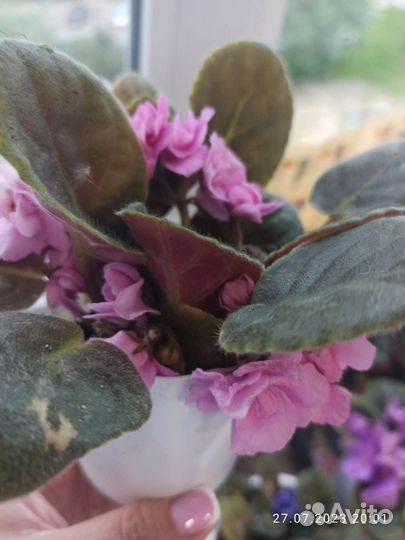 Продажа фиалок