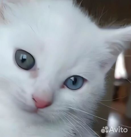 Белый котенок объявление продам