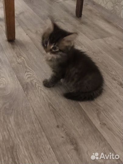 Кот и три кошечки