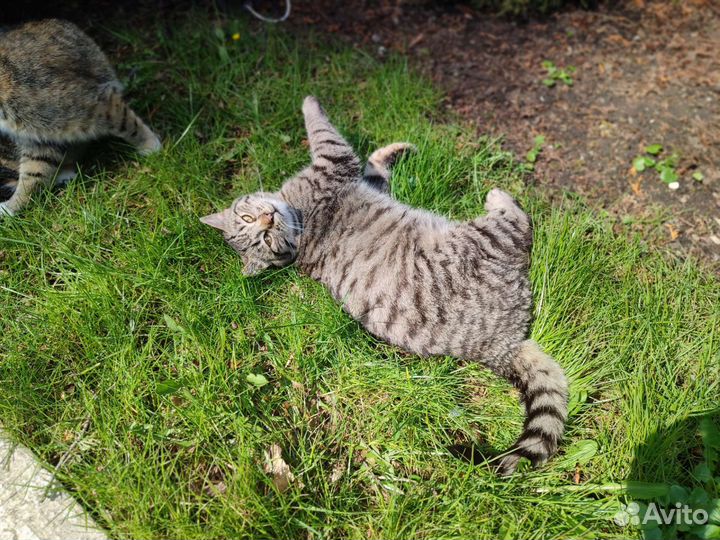 Котик Кошарик