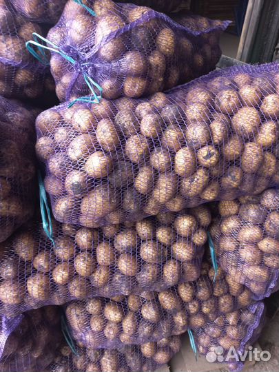 Продам картофель оптом