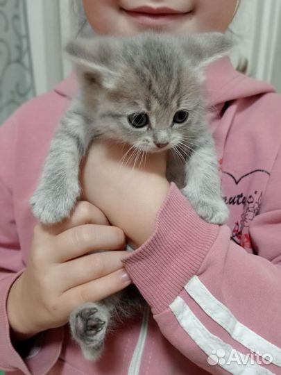 Шотландский котенок