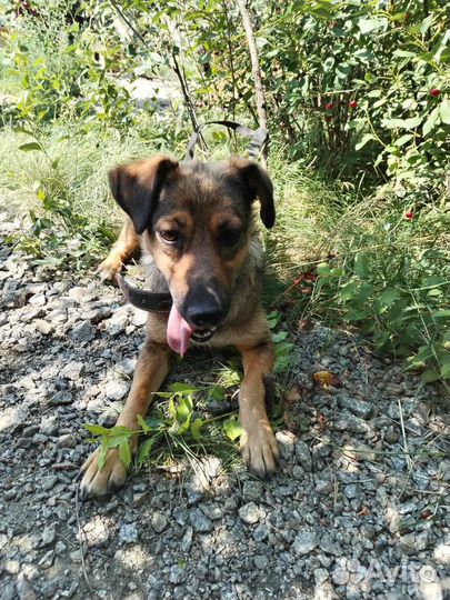 Собака в добрые руки