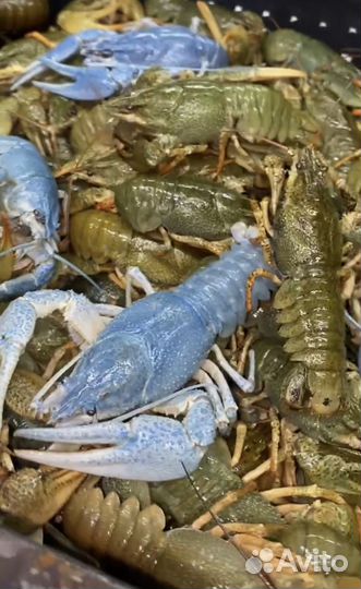 Раки живые (опт/розница)