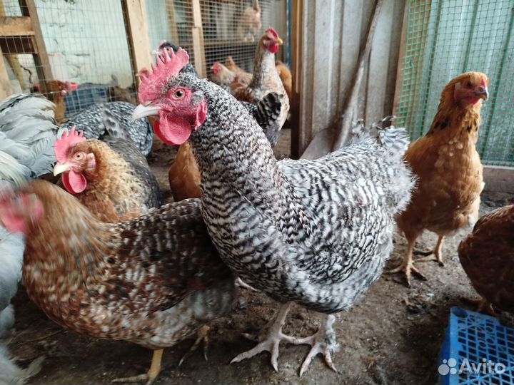 Инкубационное яйцо