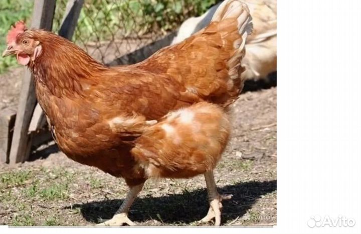 Куры несушки