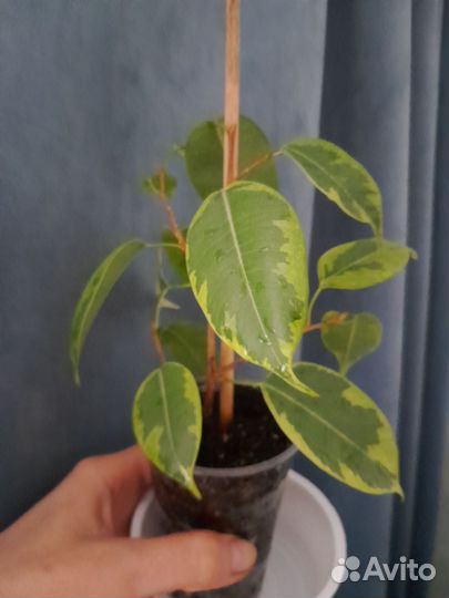 Фикусы сортовые