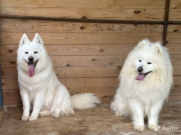 Щенки самоеда