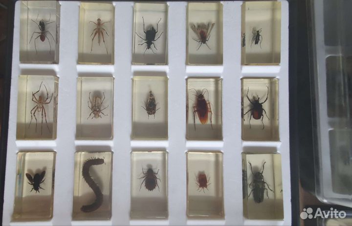 Насекомые и их знакомые