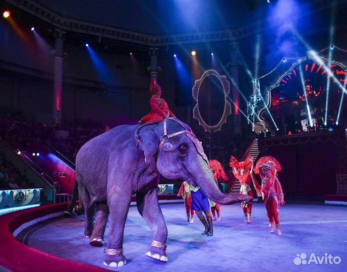 Билеты в Цирк Никулина на Цветном бульваре