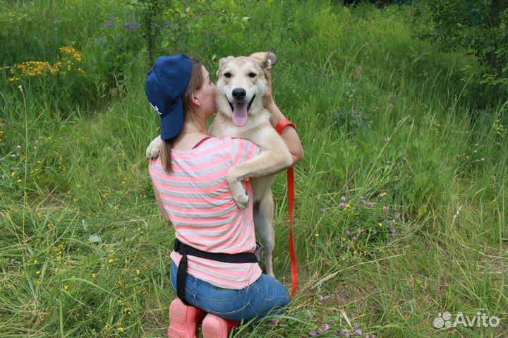 Собака в добрые руки отдам бесплатно