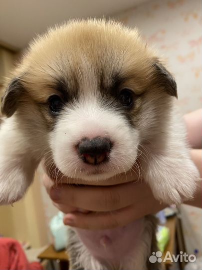 Щенки корги