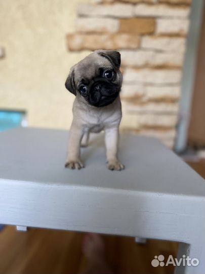 Щенок мопса мальчик