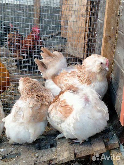 Фавероль куры