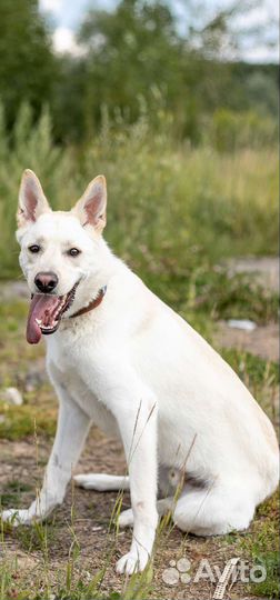 Собака в добрые руки