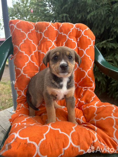 Щенок девочка