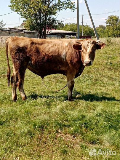 Продаётся бык