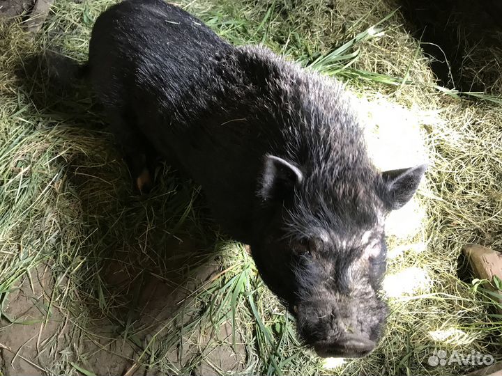 Вьетнамский хряк