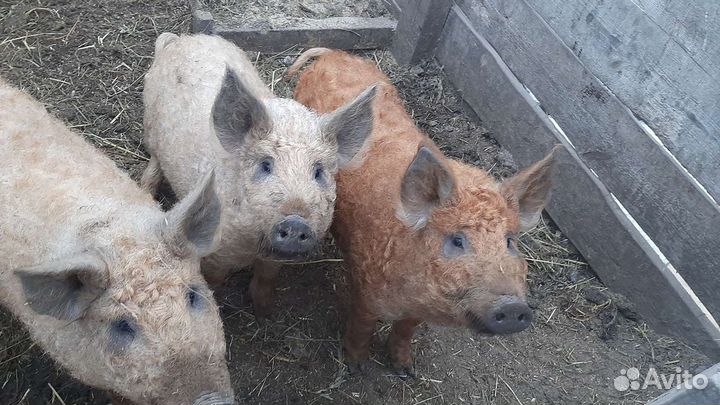 Венгерская мангалица