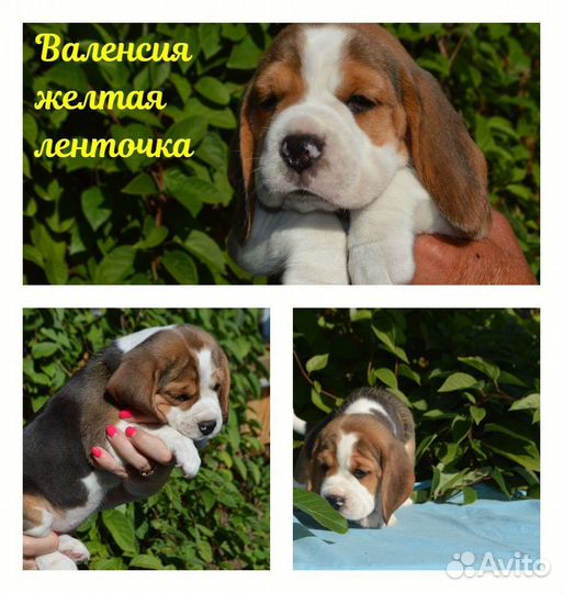 Щенки бигля Воронеж Москва Санкт-Петербург