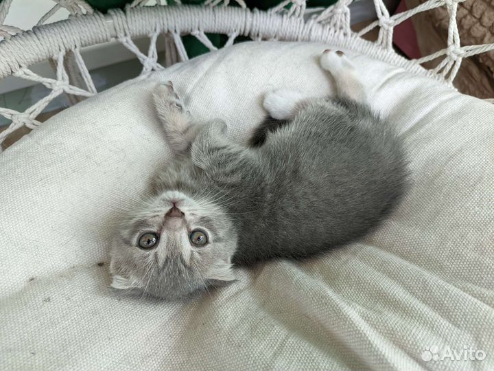 Кошечки Лапочка, Пушинка и Милашка