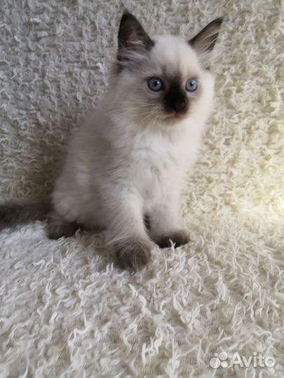Котик красавчик