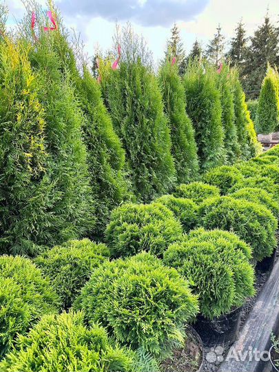 Туя Смарагд Оптом