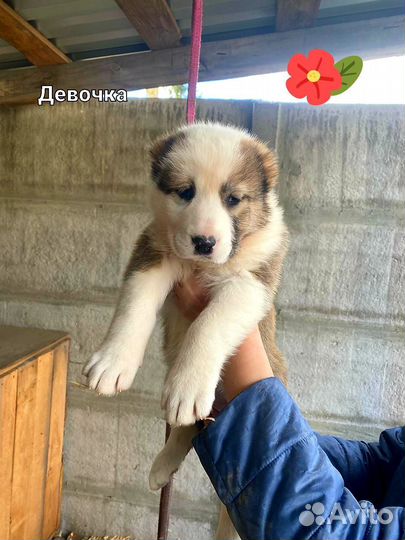 Щенки Алабая