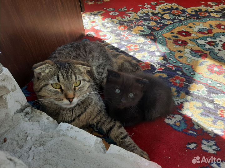 Черный котенок