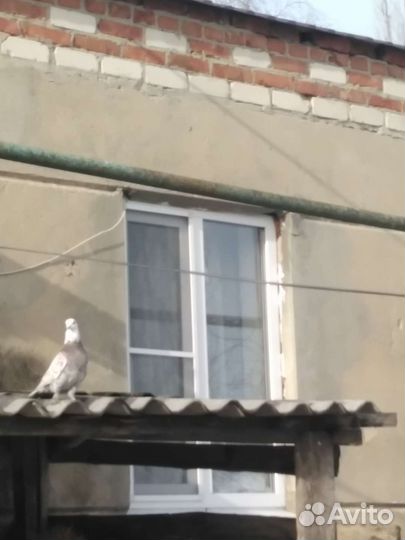 Продажа бакинских голубь