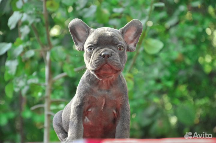 Мальчики голубой подпал французики с документами