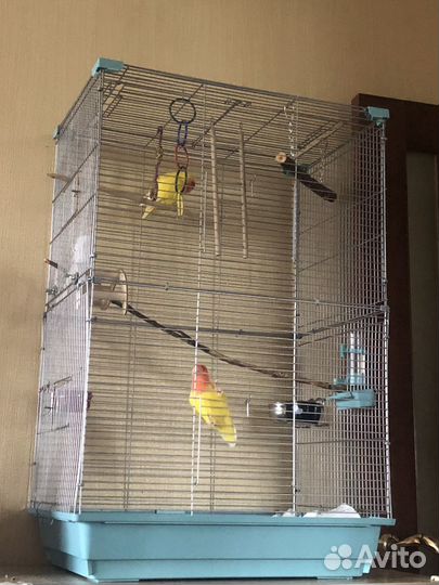 Неразлучники