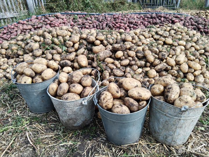 Продам картофель