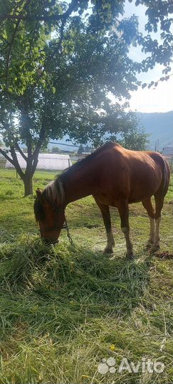 Рабочий конь (мерин)