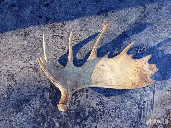 Рога разные