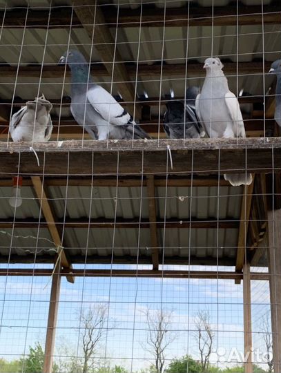 Голуби чехи