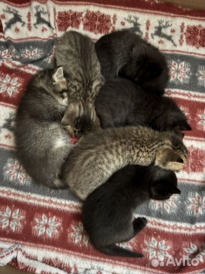 Британские котята метисы