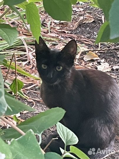 Котята в добрые руки бесплатно