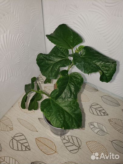 Гибискус флоридский