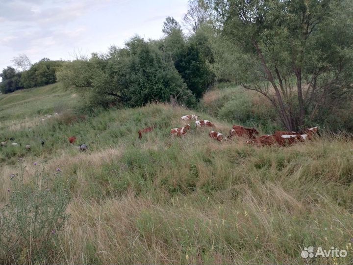 Овцы бараны