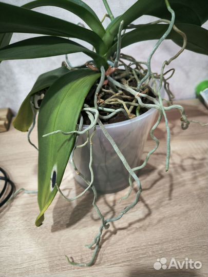 Орхидея фаленопсис