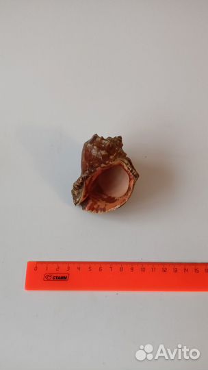 Ракушка раковина крупная