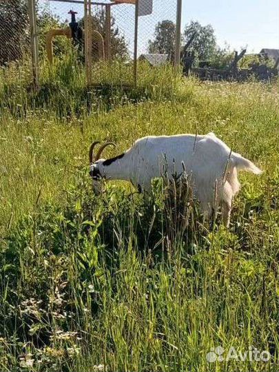 Нубийские козы