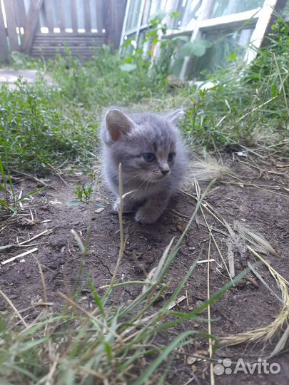 Кошка в дар бесплатно мышеловка