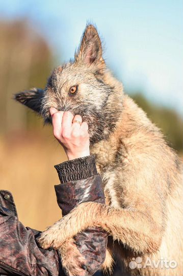 Собака в добрые руки